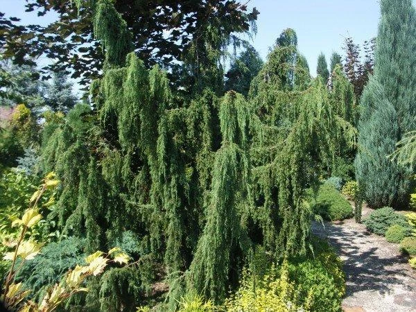 Juniperus communis 'Horstmann' (Jałowiec pospolity 'Horstmann')