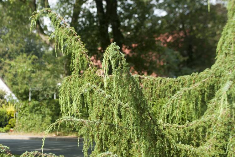 Juniperus communis 'Horstmann' (Jałowiec pospolity 'Horstmann')
