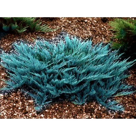 Juniperus horizontalis 'Blue Chip' (Jałowiec płożący'Blue Chip')