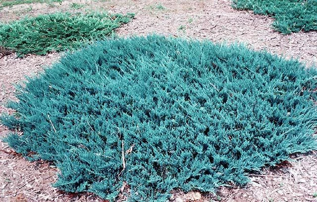 Juniperus horizontalis 'Blue Chip' (Jałowiec płożący'Blue Chip')