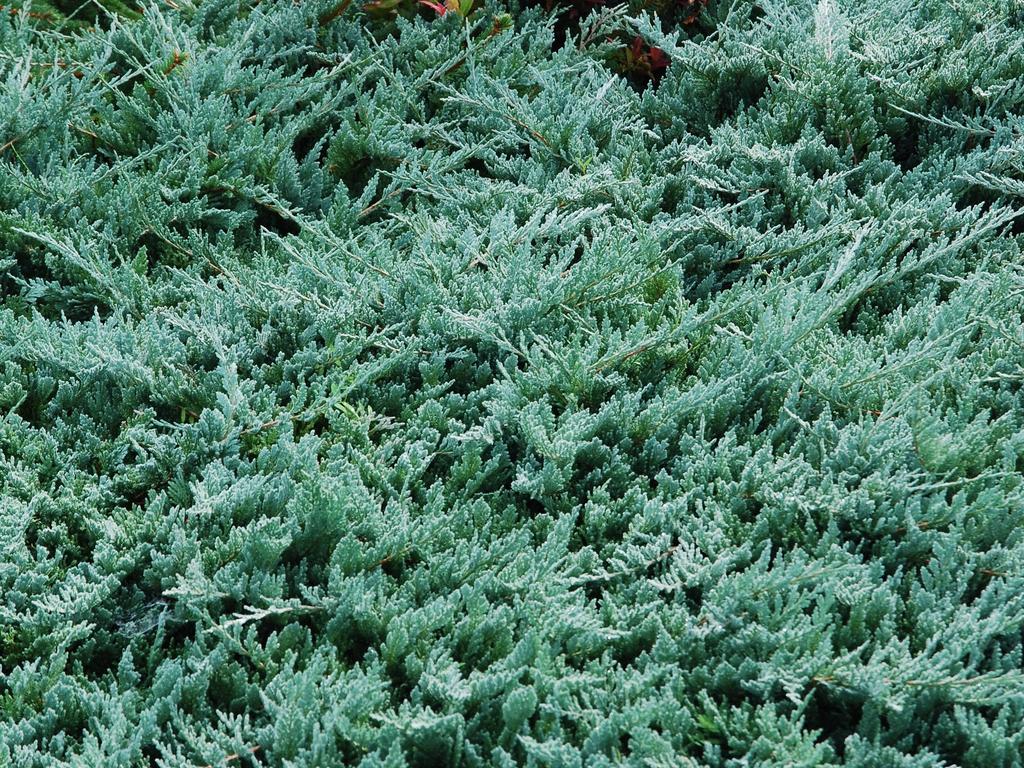 Juniperus horizontalis 'Blue Chip' (Jałowiec płożący'Blue Chip')