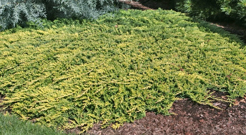 Juniperus horizontales 'Golden Carpet' (Jałowiec płożący'Golden Carpet')