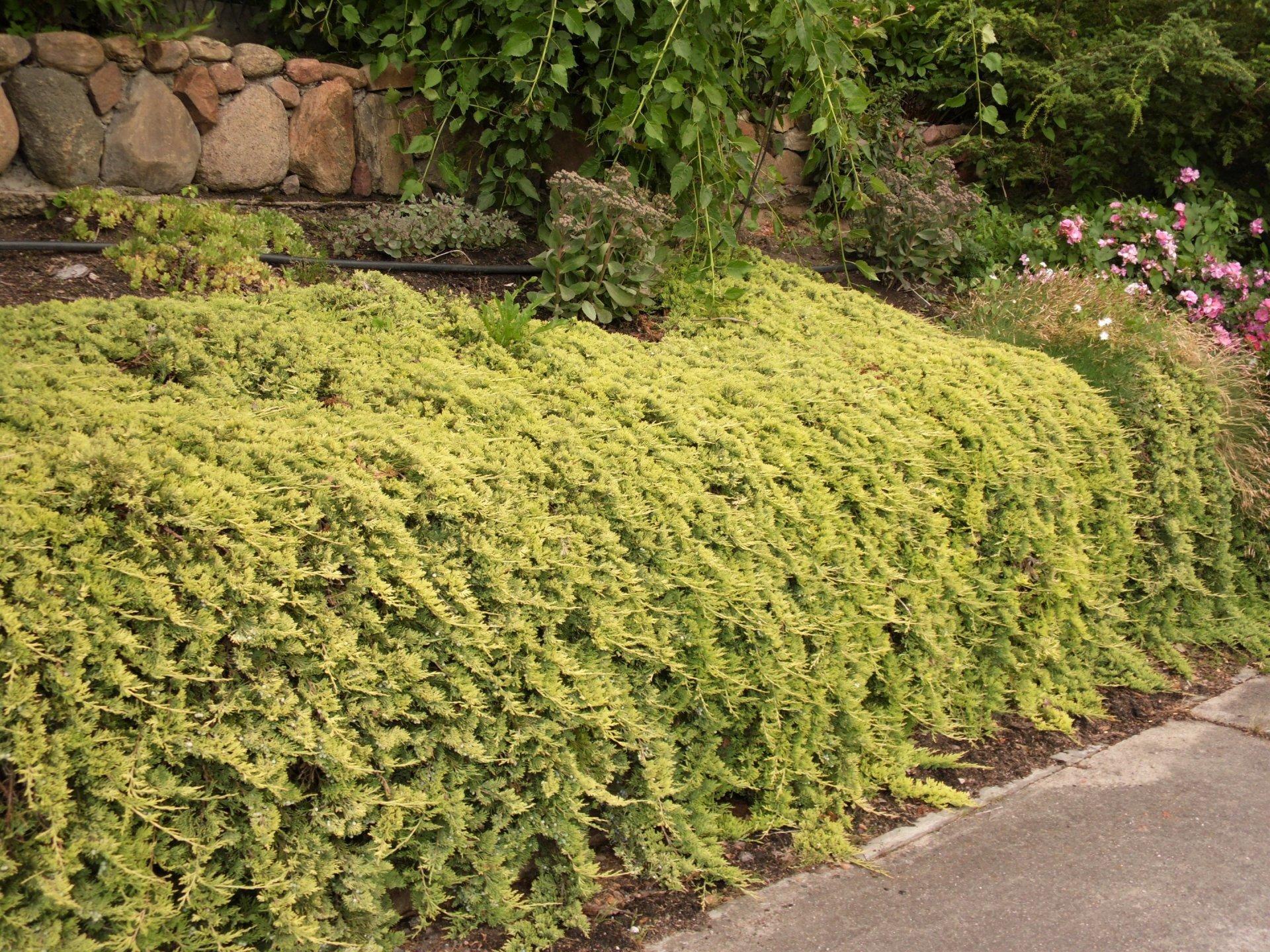 Juniperus horizontales 'Golden Carpet' (Jałowiec płożący'Golden Carpet')