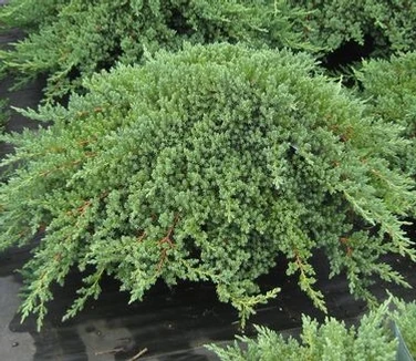 Juniperus procumbens 'Nana' (Jałowiec rozesłany 'Nana')