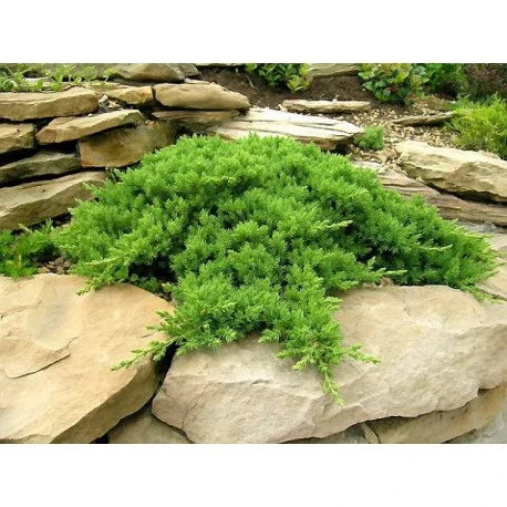 Juniperus procumbens 'Nana' (Jałowiec rozesłany 'Nana')