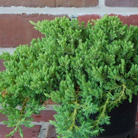Juniperus procumbens 'Nana' (Jałowiec rozesłany 'Nana')
