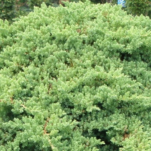 Juniperus procumbens 'Nana' (Jałowiec rozesłany 'Nana')
