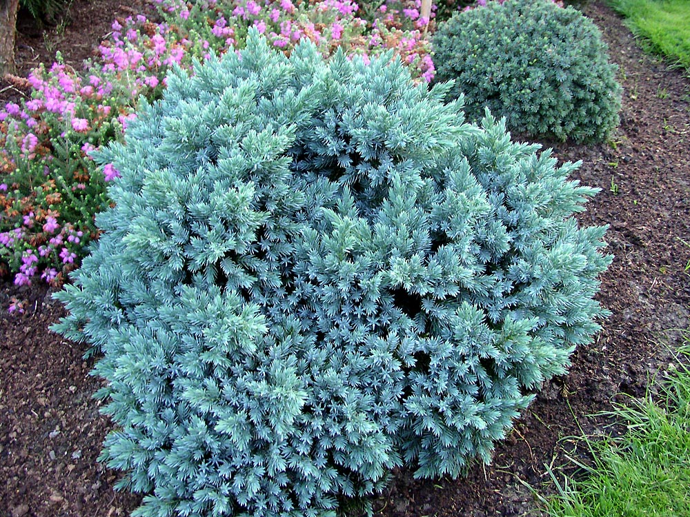 Juniperus squamata 'Blue Star' (Jałowiec łuskowaty 'Blue Star')