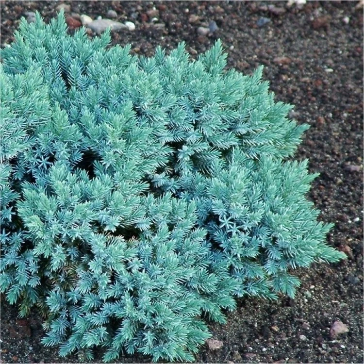 Juniperus squamata 'Blue Star' (Jałowiec łuskowaty 'Blue Star')