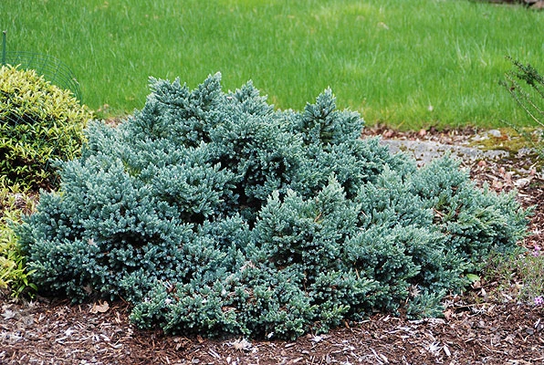 Juniperus squamata 'Blue Star' (Jałowiec łuskowaty 'Blue Star')