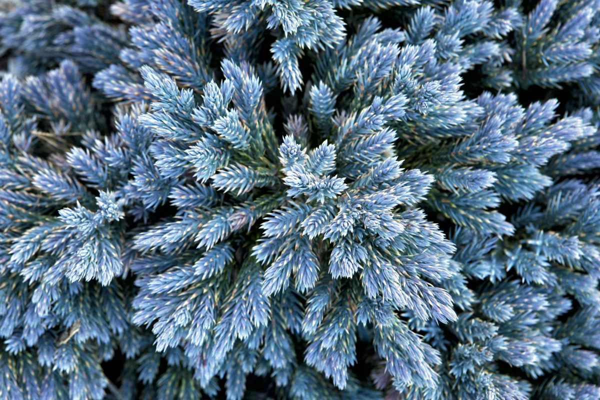 Juniperus squamata 'Blue Star' (Jałowiec łuskowaty 'Blue Star')