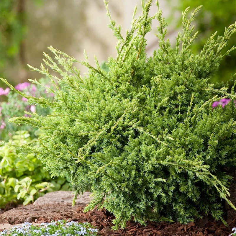 Juniperus squamata 'Holger' (Jałowiec łuskowaty 'Holger')