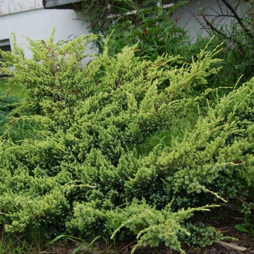 Juniperus squamata 'Holger' (Jałowiec łuskowaty 'Holger')