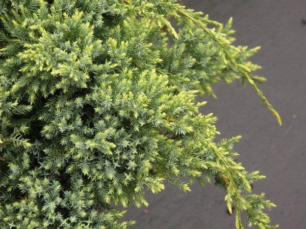 Juniperus squamata 'Holger' (Jałowiec łuskowaty 'Holger')
