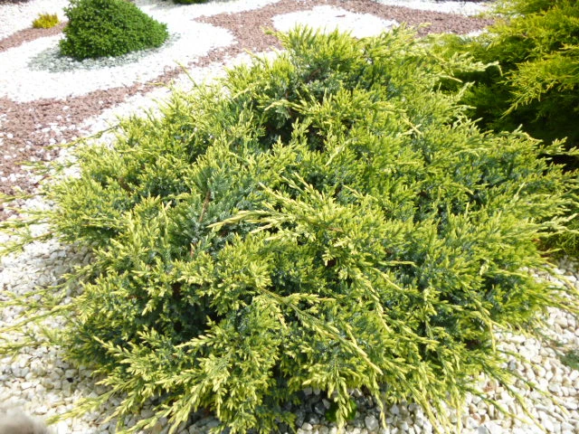 Juniperus squamata 'Holger' (Jałowiec łuskowaty 'Holger')