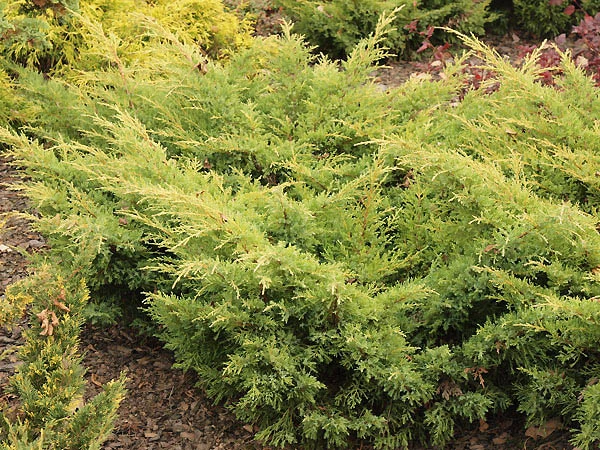 Juniperus ×pfitzeriana 'Mordigan Gold' (Jałowiec pośredni 'Mordigan Gold')