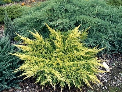 Juniperus ×pfitzeriana 'Mordigan Gold' (Jałowiec pośredni 'Mordigan Gold')