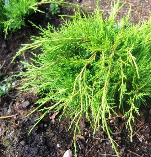 Juniperus ×pfitzeriana 'Mordigan Gold' (Jałowiec pośredni 'Mordigan Gold')