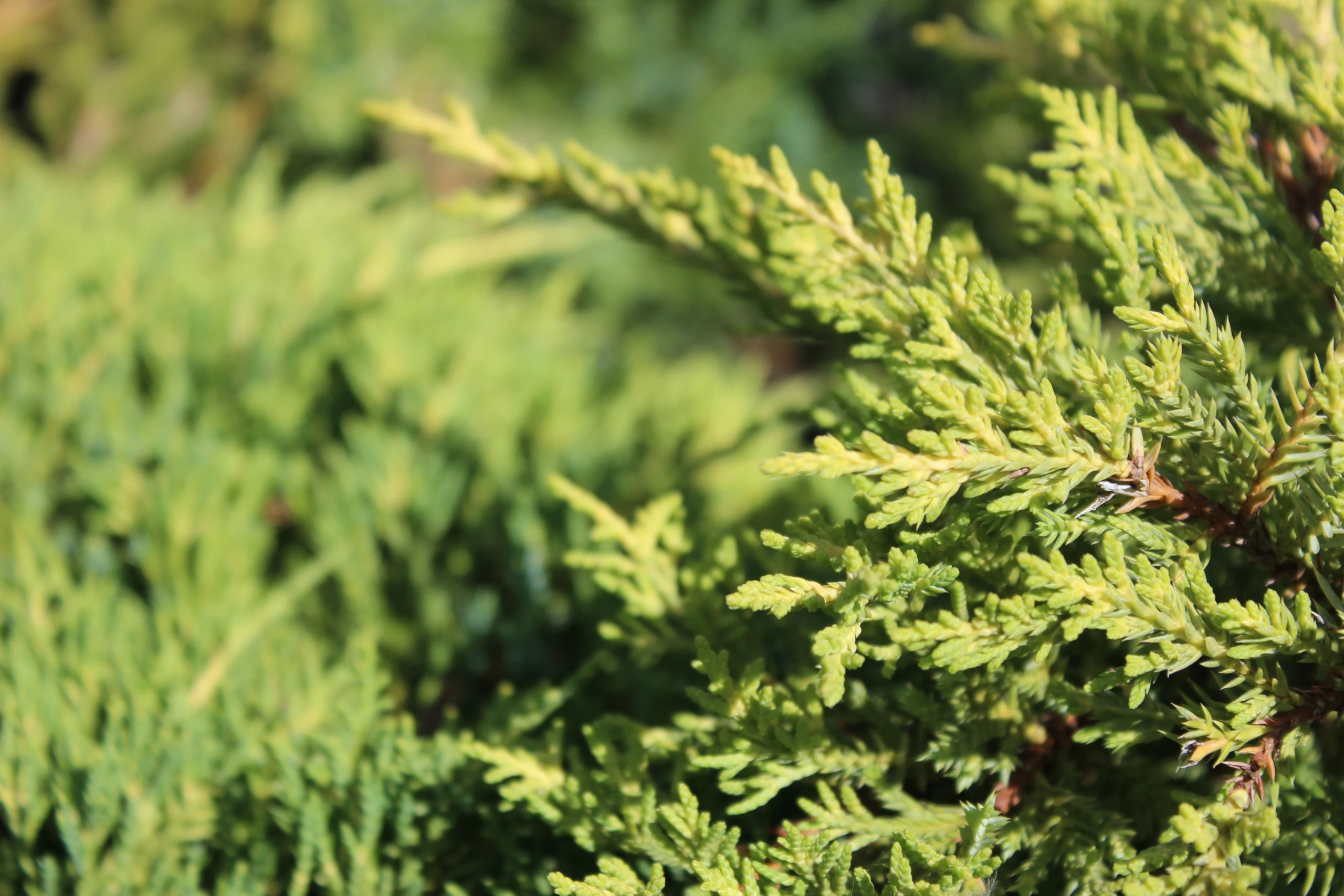 Juniperus ×pfitzeriana 'Mordigan Gold' (Jałowiec pośredni 'Mordigan Gold')
