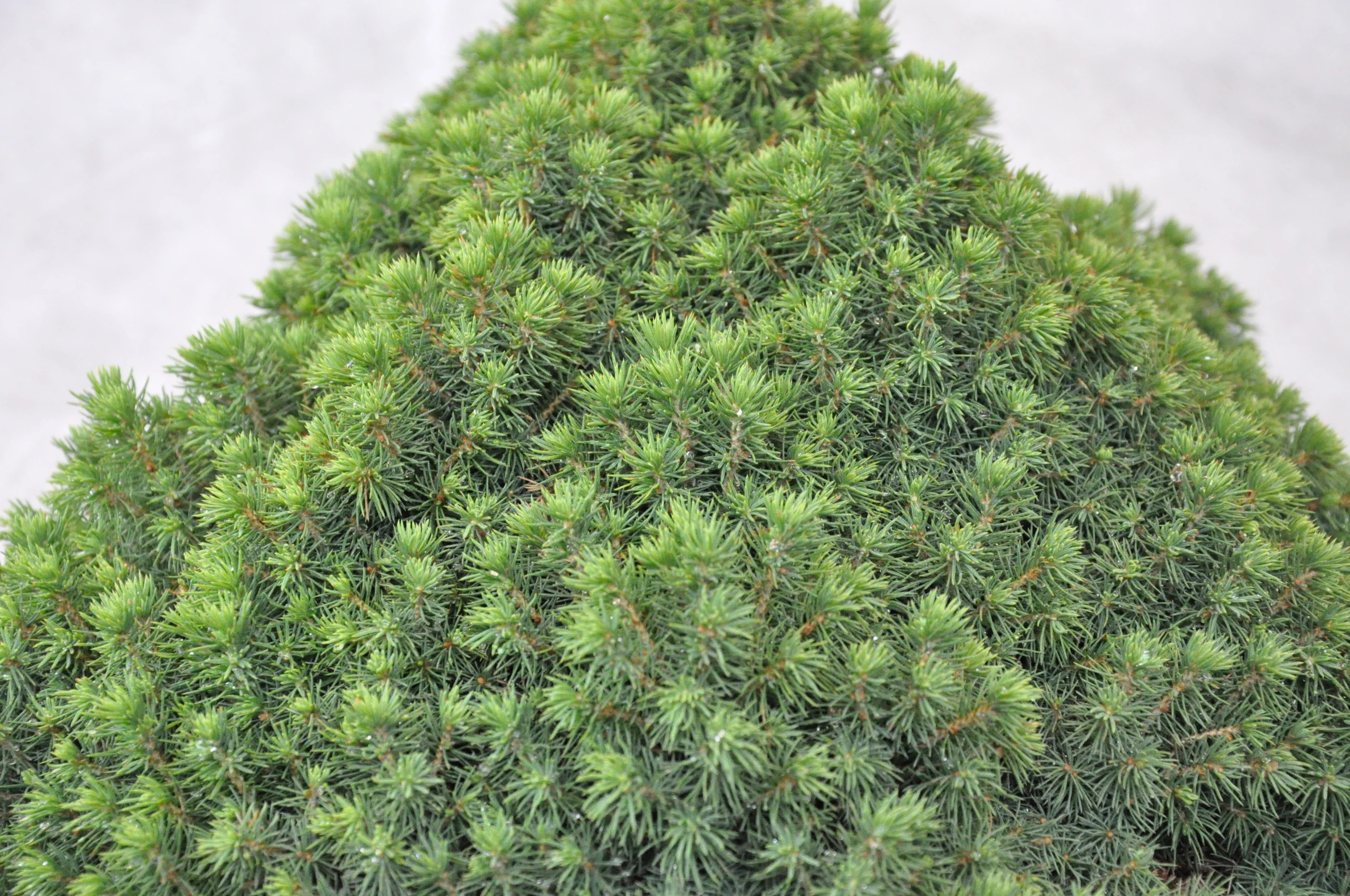 Picea glauca 'Alberta Globe' (Świerk biały 'Alberta Globe')