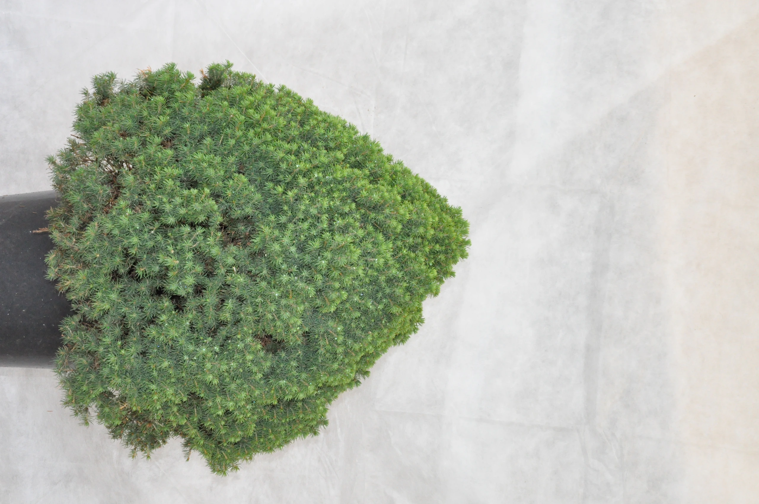 Picea glauca 'Alberta Globe' (Świerk biały 'Alberta Globe')