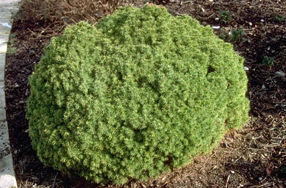 Picea glauca 'Alberta Globe' (Świerk biały 'Alberta Globe')
