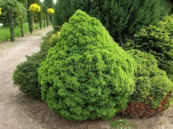 Picea glauca 'Alberta Globe' (Świerk biały 'Alberta Globe')