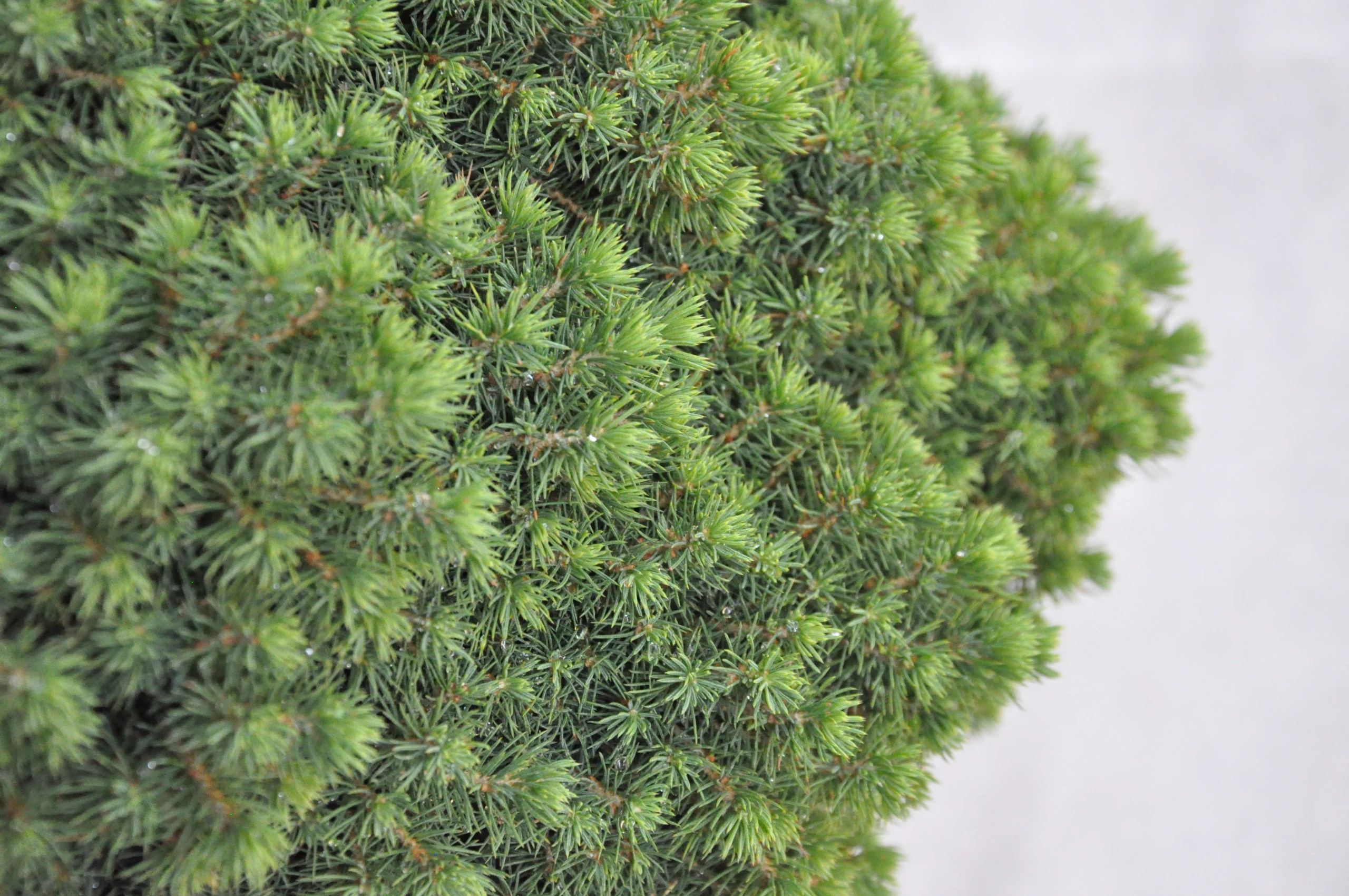 Picea glauca 'Alberta Globe' (Świerk biały 'Alberta Globe')