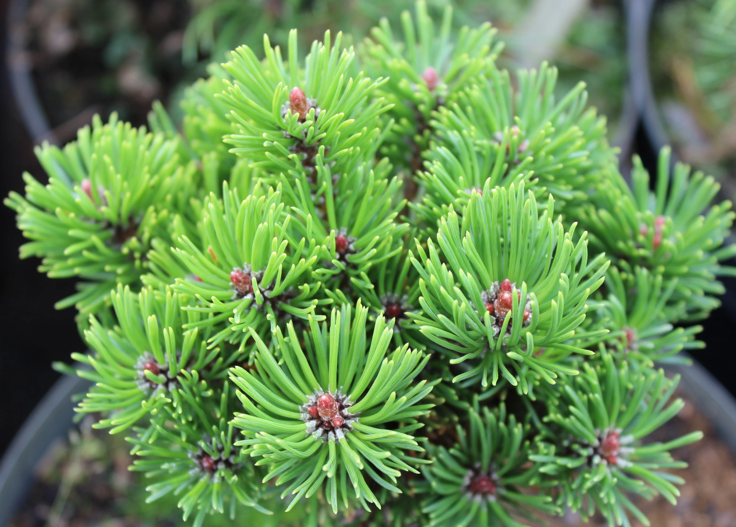 Pinus mugo 'Picobello' (Sosna górska 'Picobello')