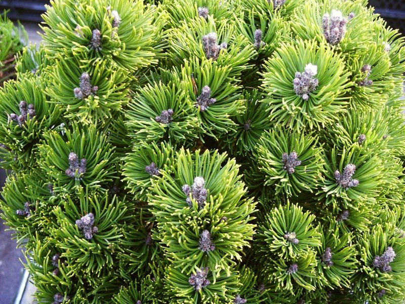 Pinus mugo 'Picobello' (Sosna górska 'Picobello')