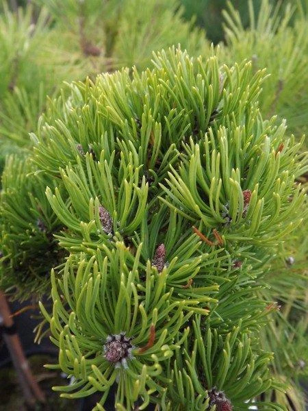 Pinus mugo 'Picobello' (Sosna górska 'Picobello')