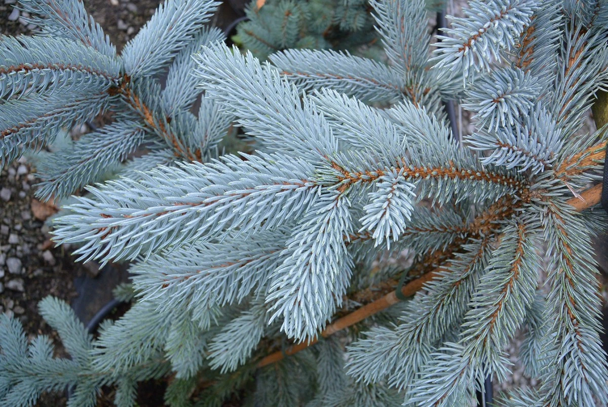 Picea pungens 'Hoopsii' (Świerk kłujący 'Hoopsii')