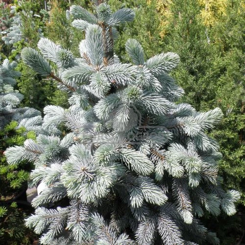 Picea pungens 'Hoopsii' (Świerk kłujący 'Hoopsii')