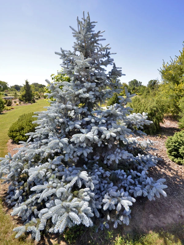 Picea pungens 'Hoopsii' (Świerk kłujący 'Hoopsii')