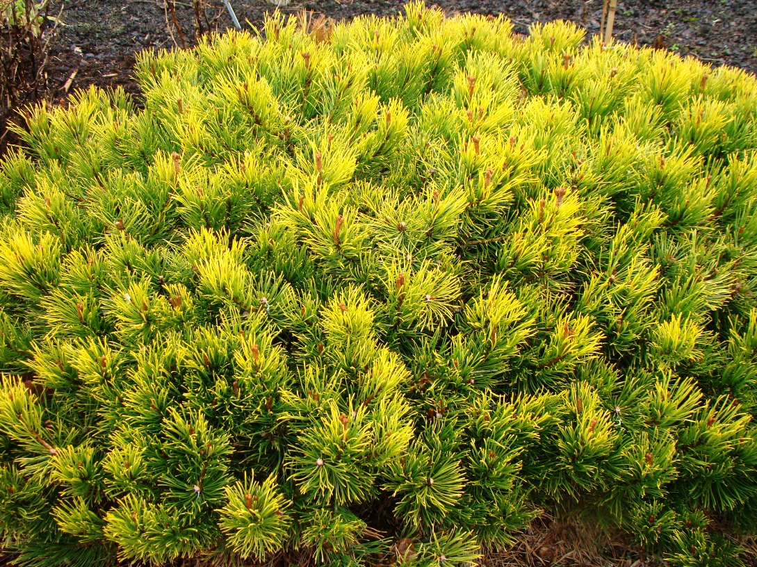 Pinus mugo 'Ophir' (Sosna górska 'Ophir')