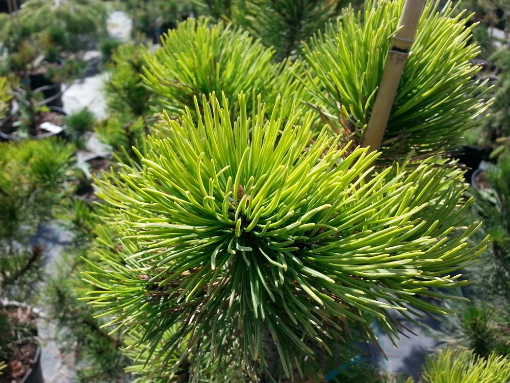 Pinus mugo 'Ophir' (Sosna górska 'Ophir')