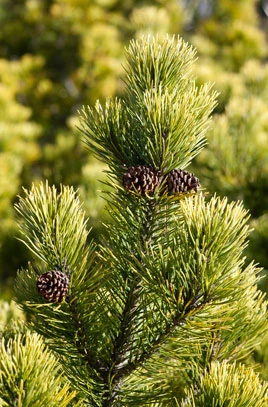 Pinus mugo 'Ophir' (Sosna górska 'Ophir')