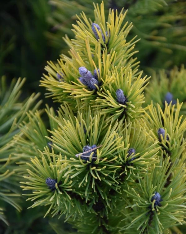 Pinus mugo 'Ophir' (Sosna górska 'Ophir')