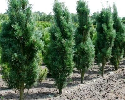Pinus nigra 'Pyramidalis Compacta' (Sosna czarna 'Pyramidalis Compacta')