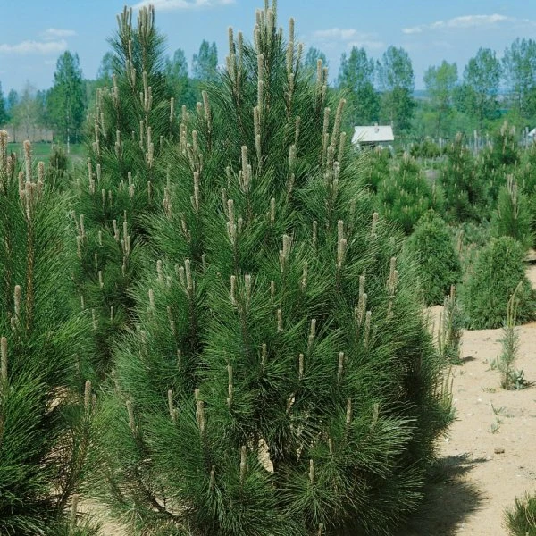 Pinus nigra 'Pyramidalis Compacta' (Sosna czarna 'Pyramidalis Compacta')