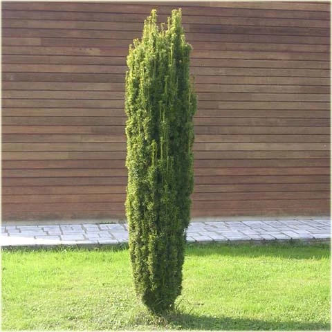 Taxus baccata 'Fastigiata Robusta' (Cis pospolity 'Fastigiata Robusta')