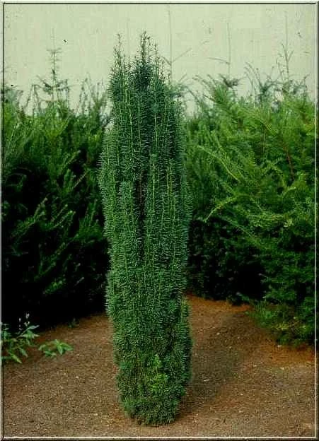 Taxus baccata 'Fastigiata Robusta' (Cis pospolity 'Fastigiata Robusta')