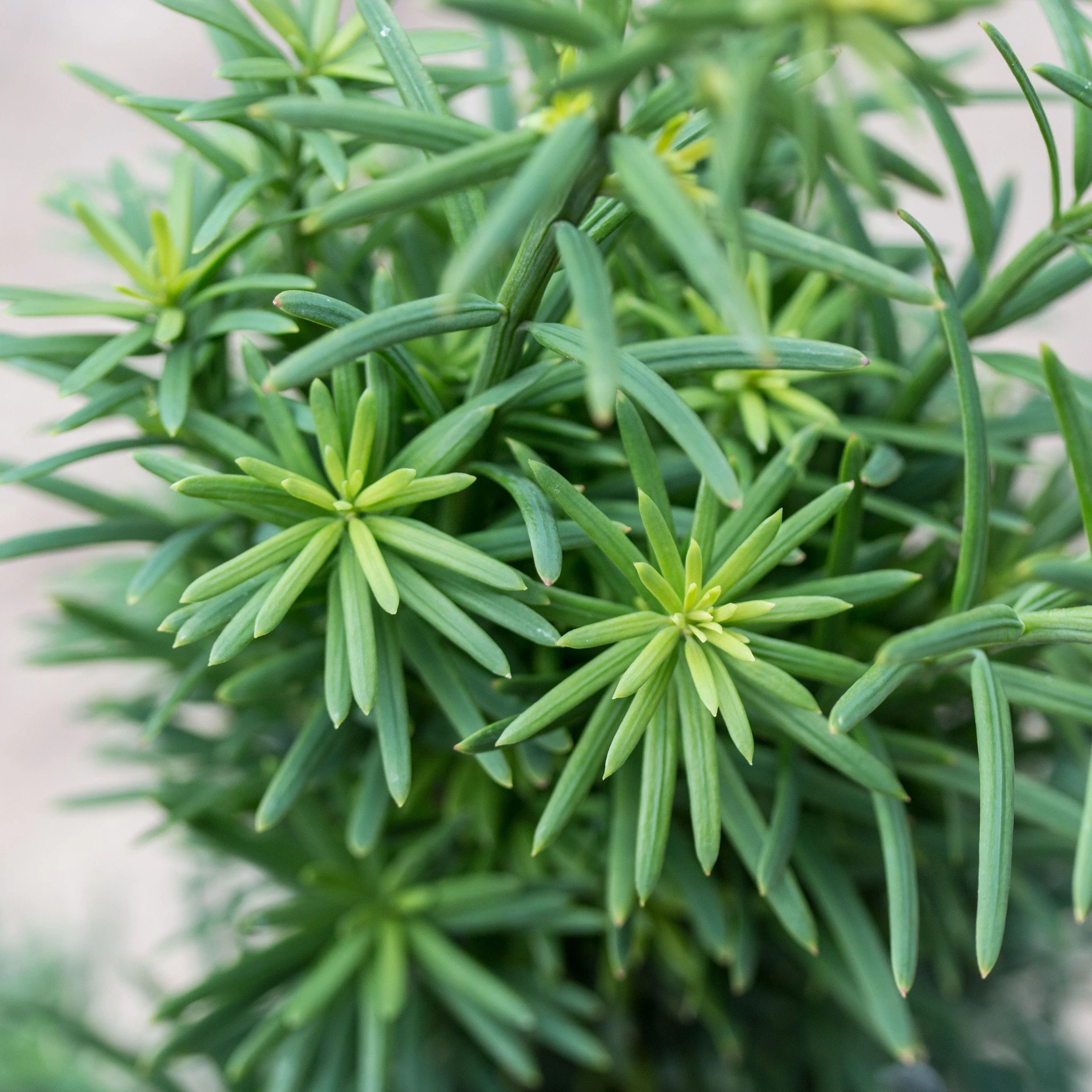Taxus baccata 'Fastigiata Robusta' (Cis pospolity 'Fastigiata Robusta')
