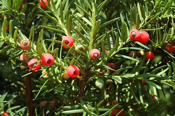 Taxus baccata 'Fastigiata Robusta' (Cis pospolity 'Fastigiata Robusta')