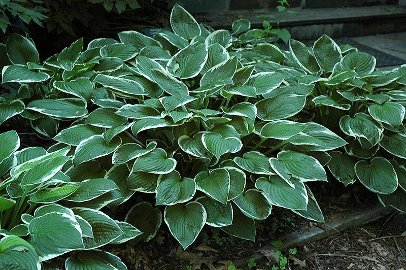 Hosta 'Francee' (Funkia 'Francee')