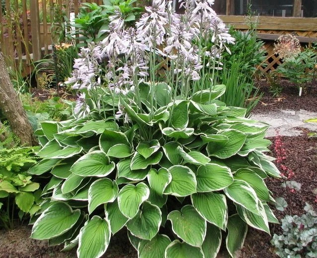 Hosta 'Francee' (Funkia 'Francee')