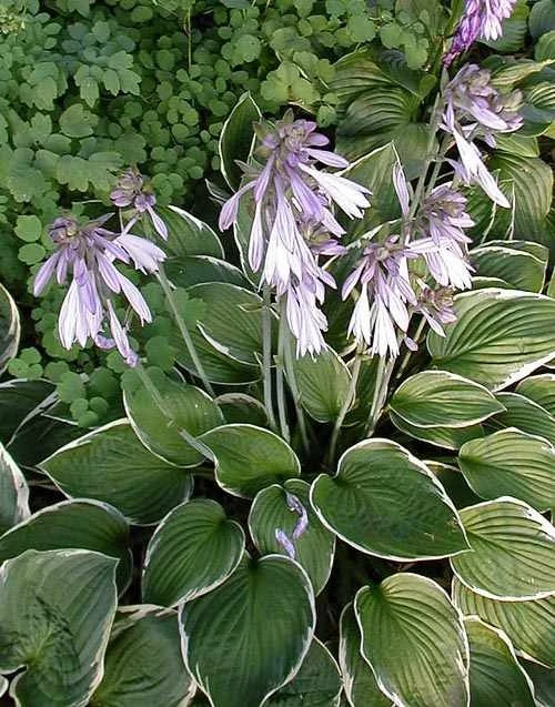Hosta 'Francee' (Funkia 'Francee')