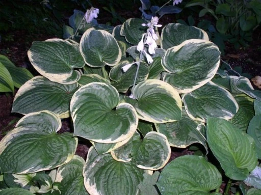 Hosta 'Christmas Tree' (Funkia 'Christmas Tree')