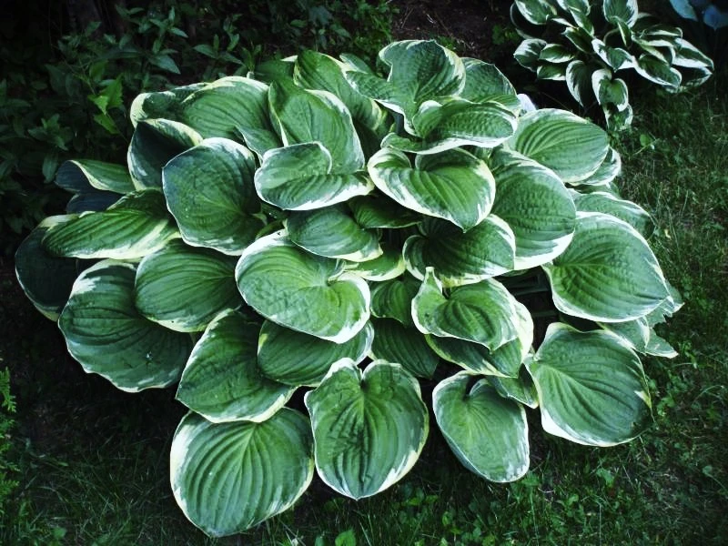 Hosta 'Christmas Tree' (Funkia 'Christmas Tree')