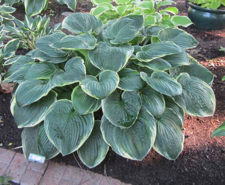Hosta 'Christmas Tree' (Funkia 'Christmas Tree')